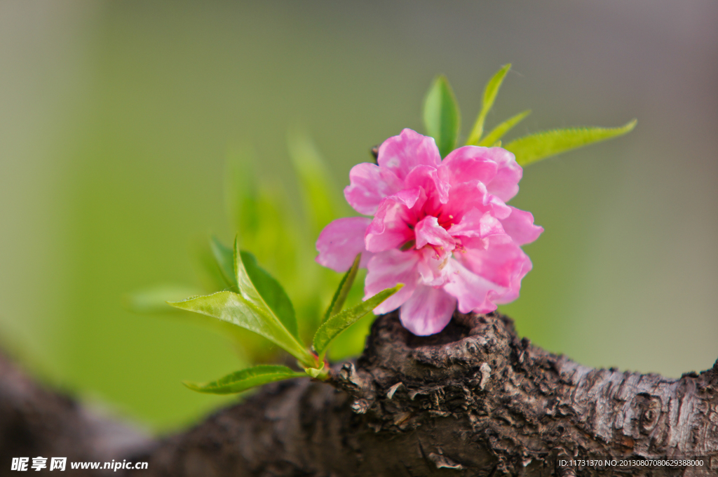 桃花
