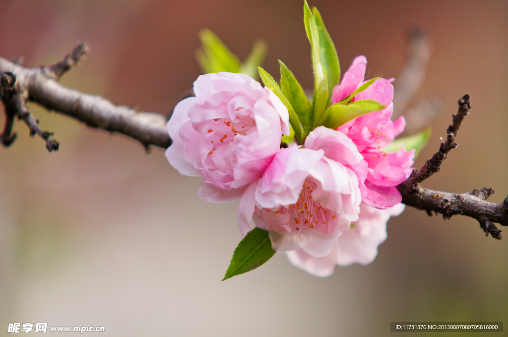 桃花