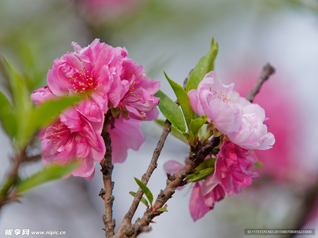 桃花