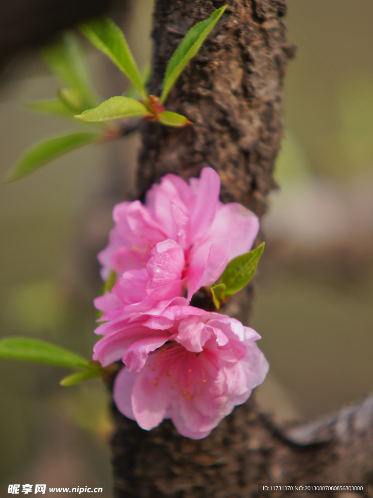 桃花