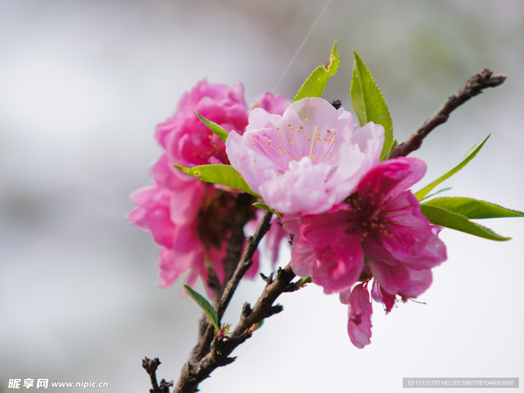 桃花