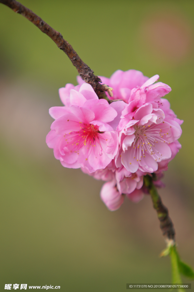 桃花