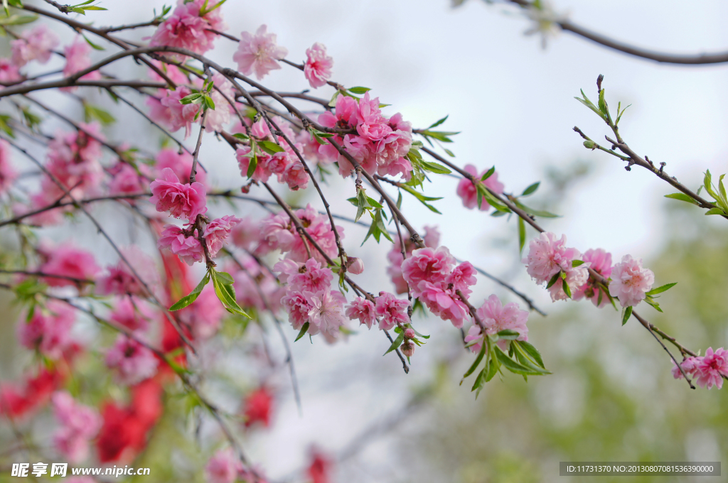 桃花