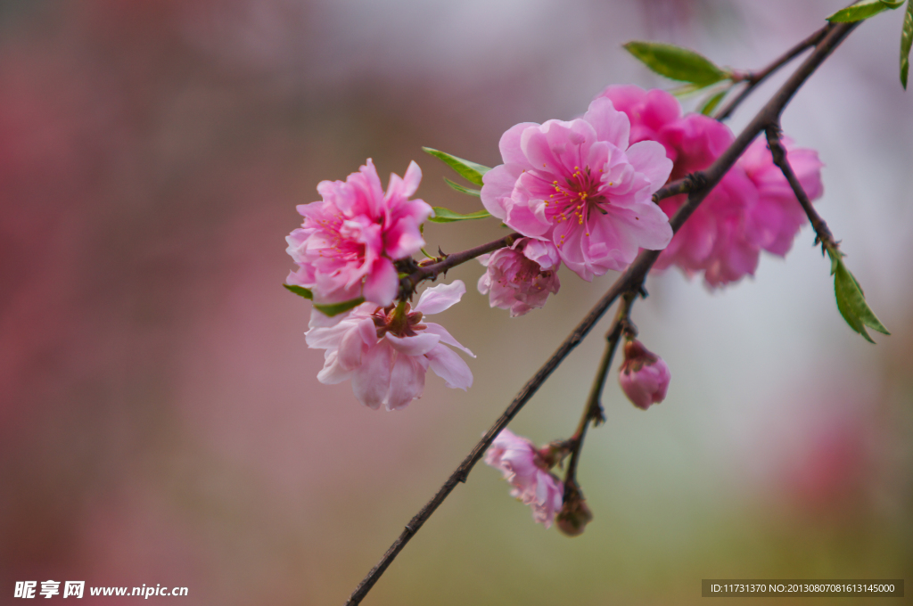 桃花