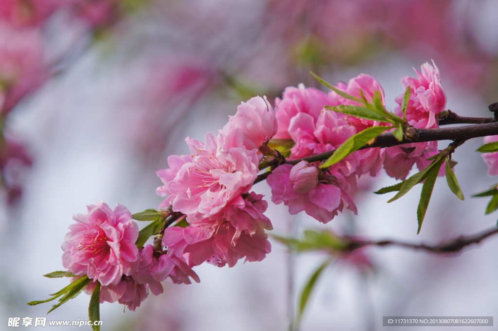 桃花