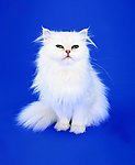猫 小猫 猫咪 白猫