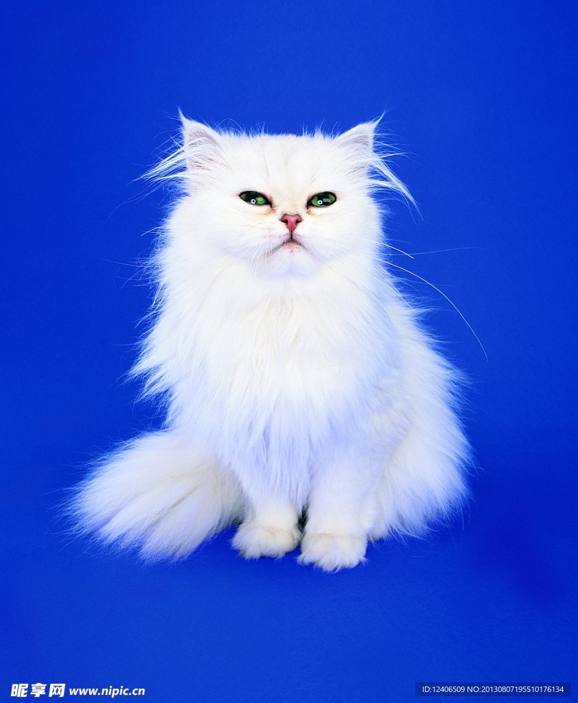 猫 小猫 猫咪 白猫