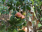 荔枝