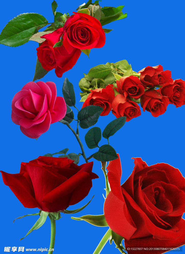 玫瑰花