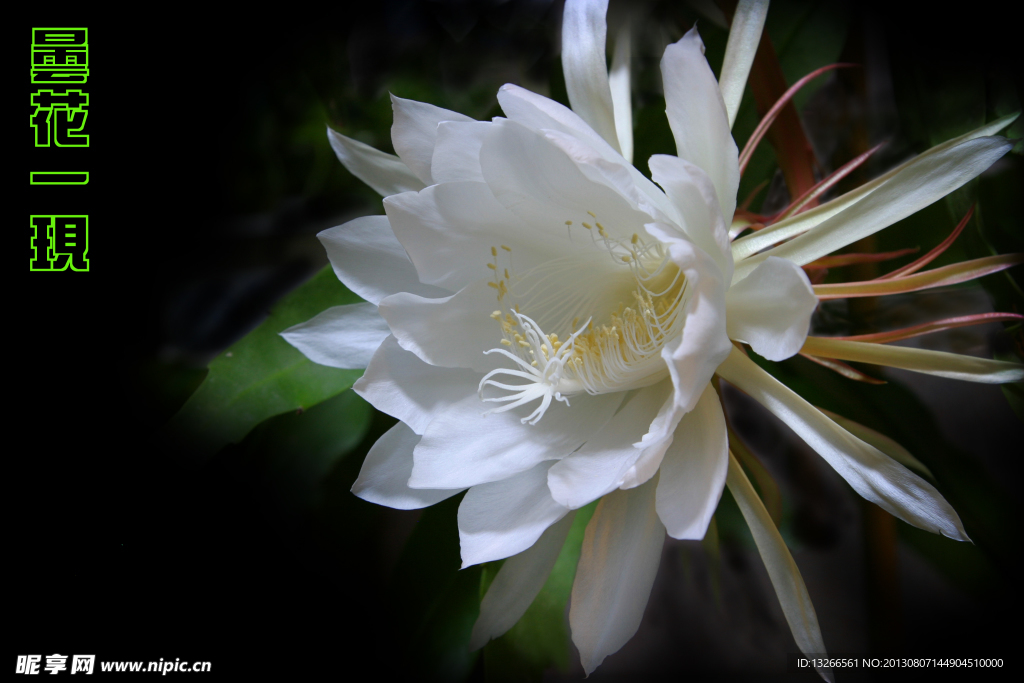 昙花一现