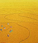 稻田 油画