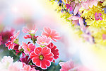 梦幻花卉