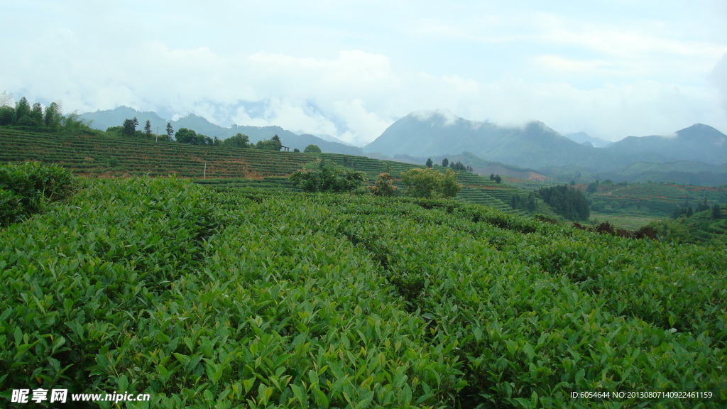 茶山