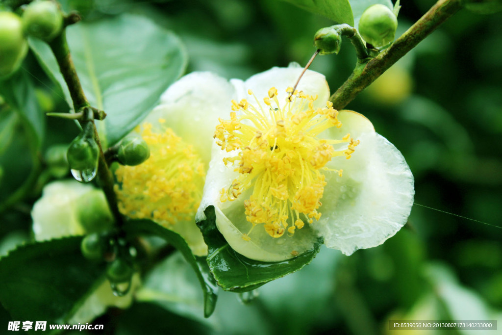 普洱茶花