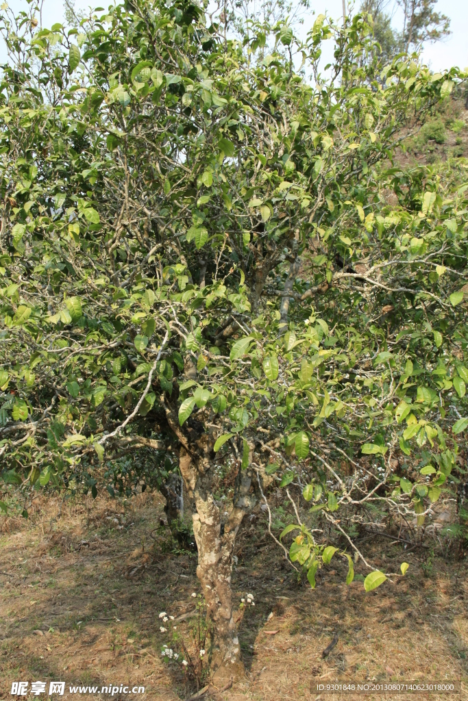 普洱茶树