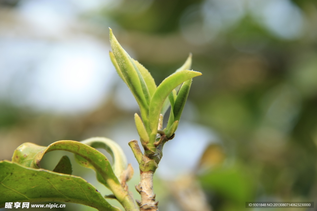 普洱茶树叶