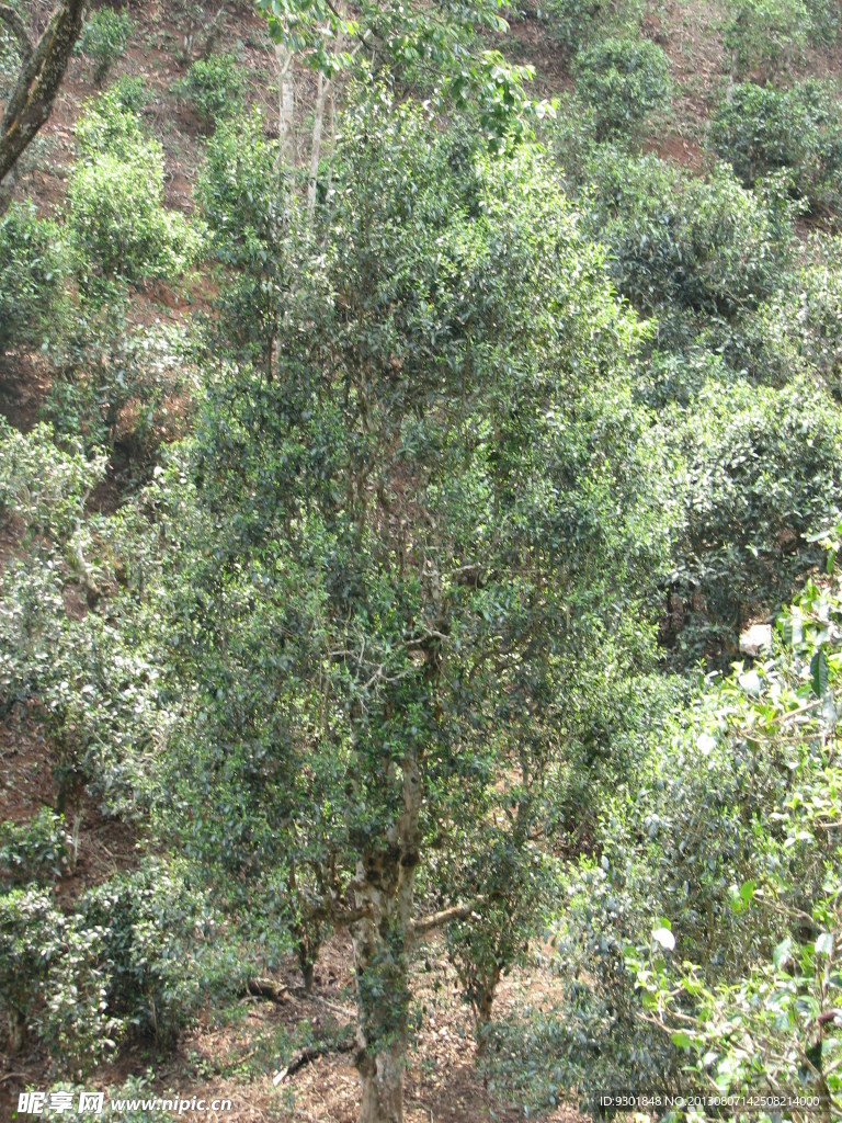 普洱茶树
