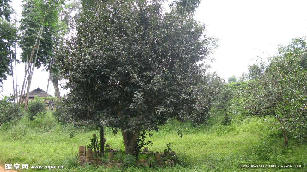 普洱茶树