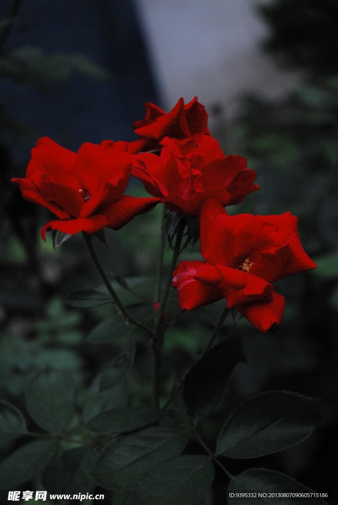 夜色前的红玫瑰