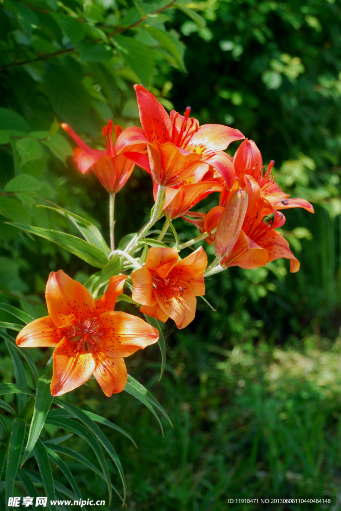 校园中的百合花