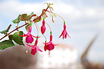 灯笼花