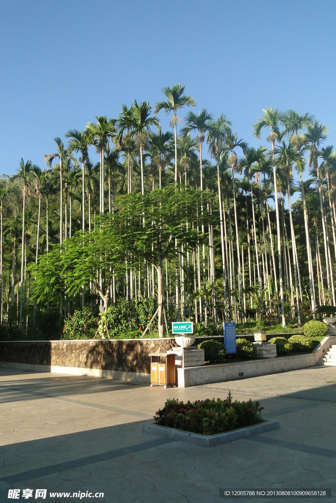 椰子树