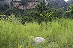 草绿 草地