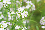 油菜花
