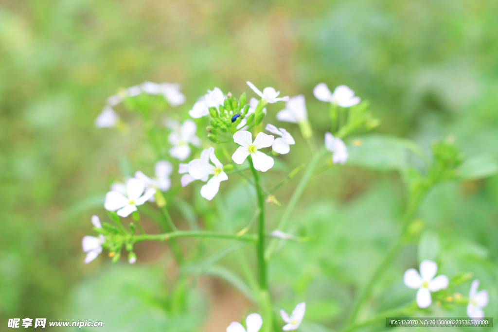 油菜花