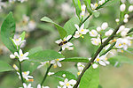 柚子花