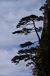 黄山松