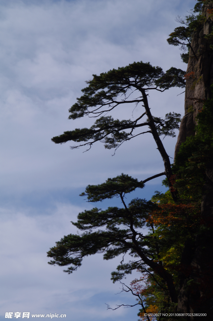 黄山松