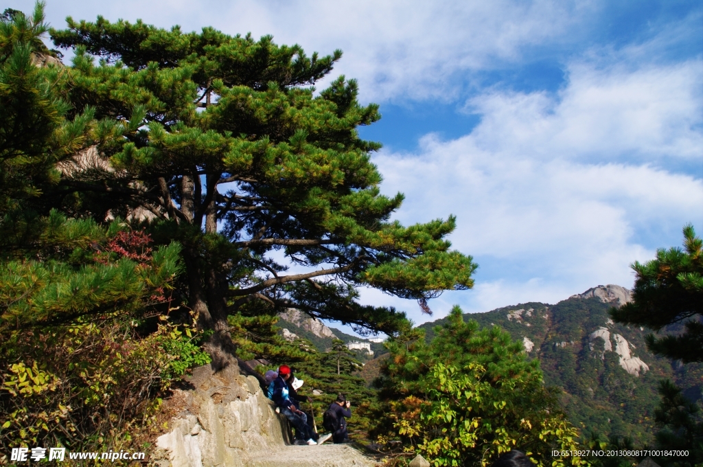 黄山松