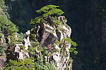 黄山松