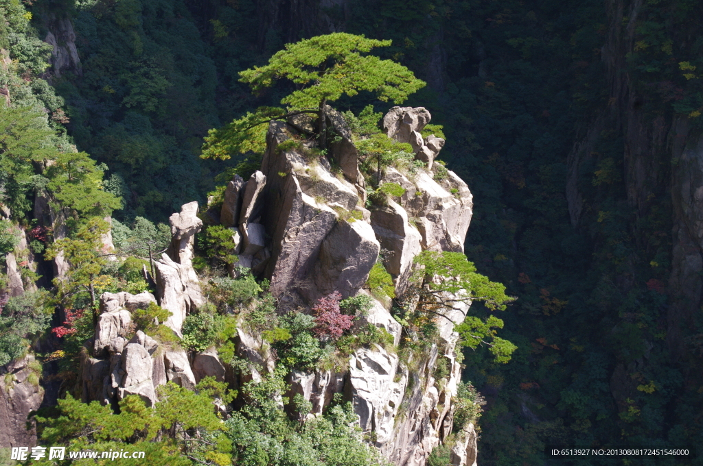 黄山松