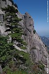 黄山松