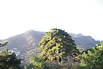 黄山松