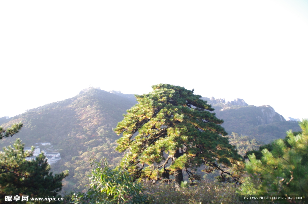 黄山松