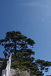 黄山松