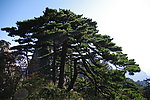 竖琴松