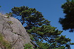 黄山松