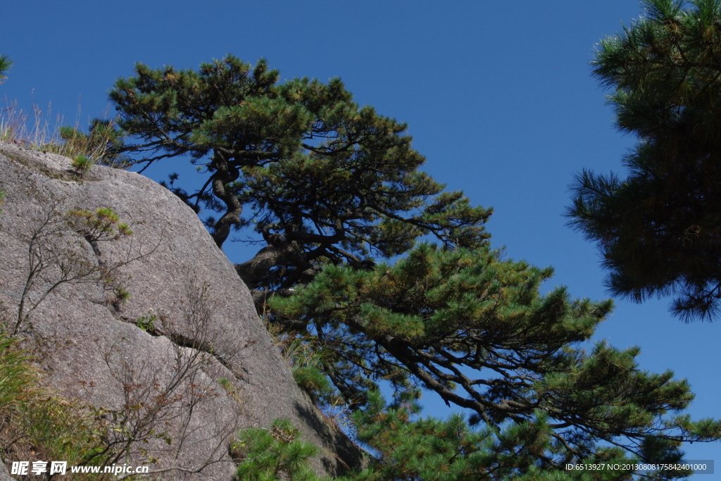 黄山松
