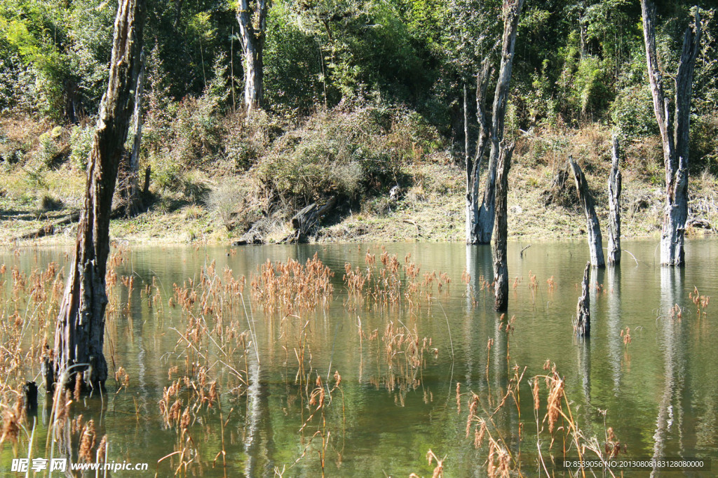 杜鹃湖