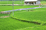 田园风光