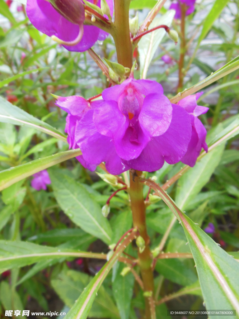 凤仙花