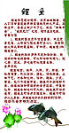 鲤鱼 的文化