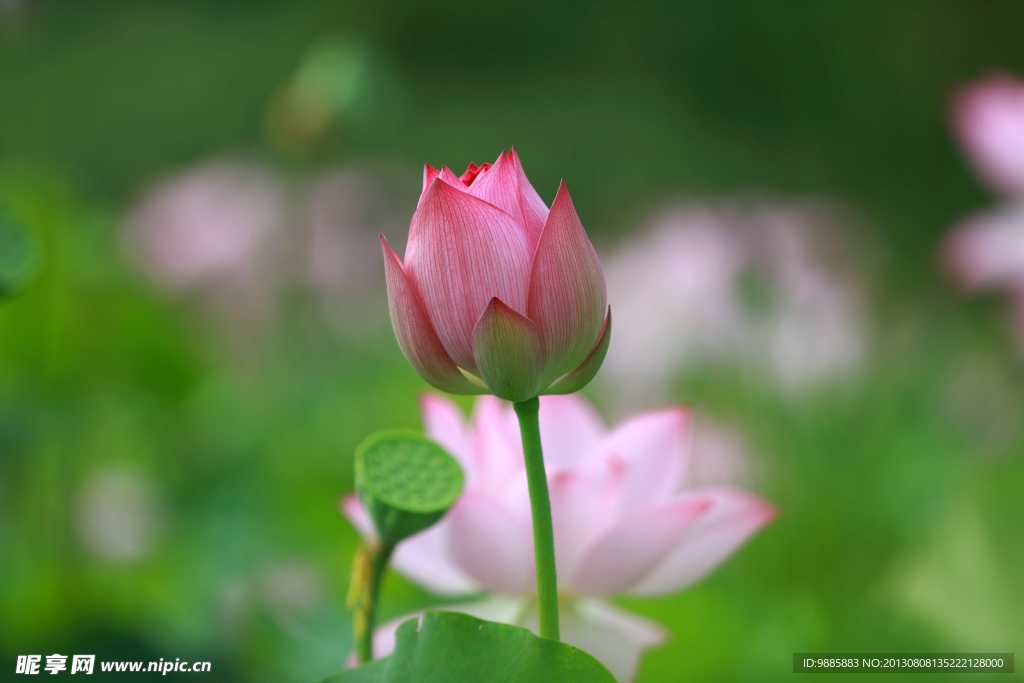 荷花