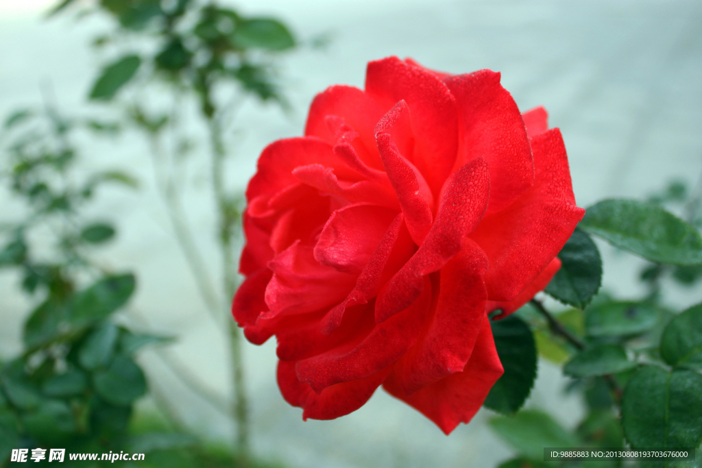 月季花