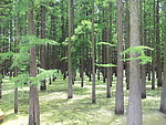 水中杉树