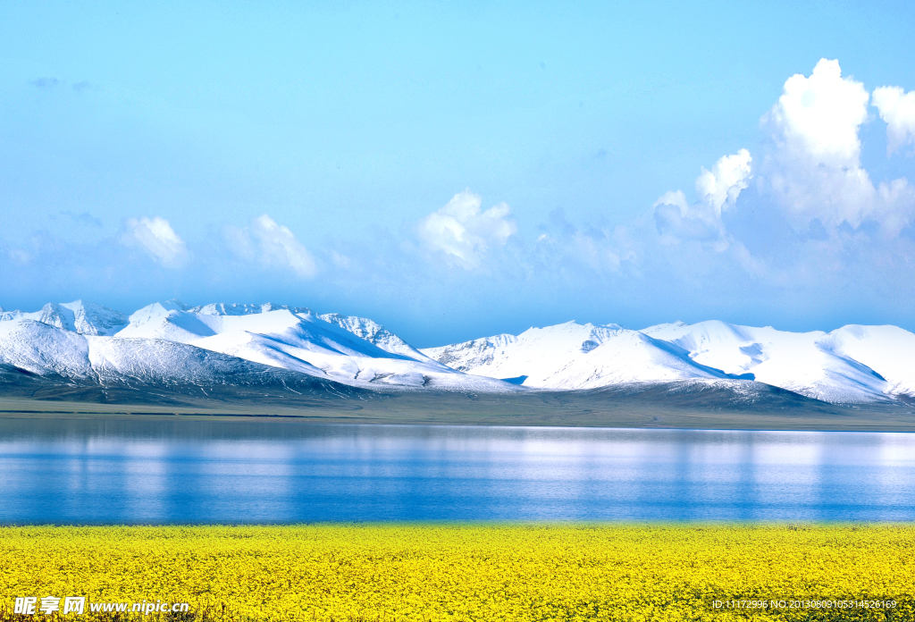 青海湖油菜花